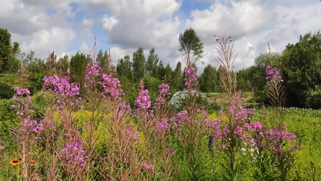 Blooming Sally flowers in the countryside. Epilobium angustifolium, fireweed or rosebay willowherb.