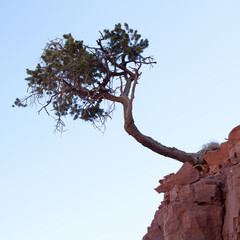 Grand Canyon tree leaning off a rock