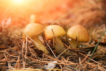 Family young butter mushrooms in pine forest.