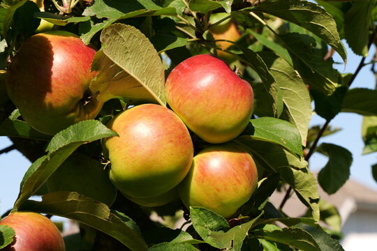 beautiful apples ripen on the apple tree