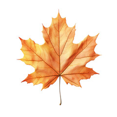 Fototapeta premium Solitary autumn leaf on transparent background