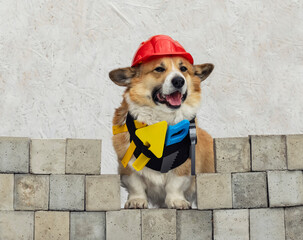 cute working dog corgi in a construction helmet and with a set of tools sits on a background of bricks and smiles