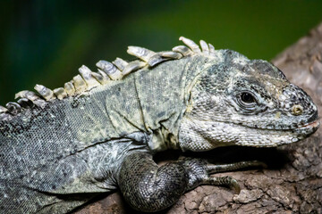 Iguana in the zoo