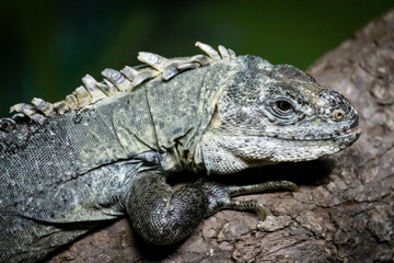 Iguana in the zoo