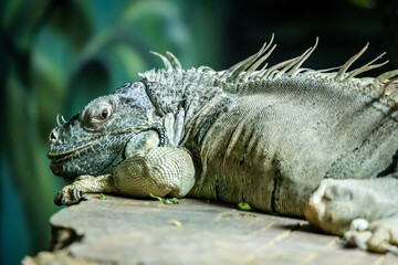 Iguana in the zoo