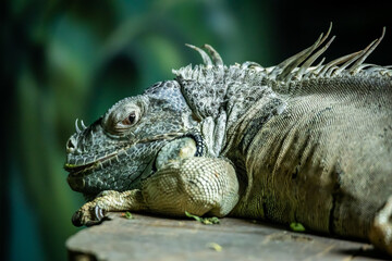 Iguana in the zoo