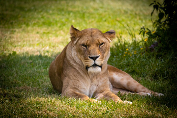 Lioness in the wildlife park