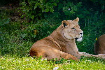 Lions & Lioness in the grass