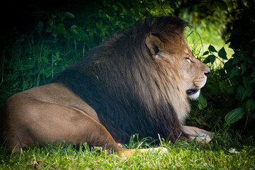 Lions & Lioness in the grass