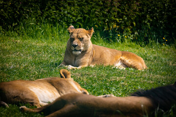 Fototapeta premium Lions & Lioness in the grass