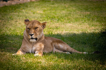 Lions & Lioness in the grass