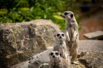Fototapeta premium Meerkats on guard