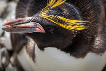 penguin on the rocks