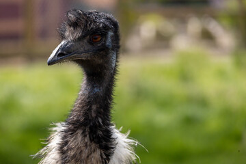 close up of an ostrich
