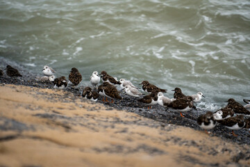 Obraz premium Seevögel sitzen zusammen an der Küste über den brandenden wellen