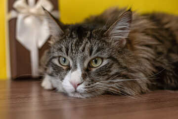 Obraz premium A Maine Coon cat. Fluffy purebred cat. Holidays and events