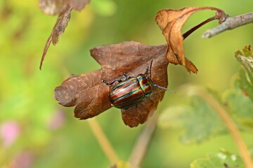 Regenbogen-Blattkäfer (Chrysolina cerealis) © Schmutzler-Schaub