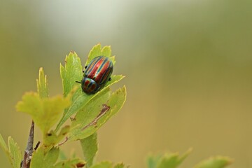 Regenbogen-Blattkäfer (Chrysolina cerealis) © Schmutzler-Schaub