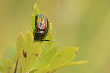Regenbogen-Blattkäfer (Chrysolina cerealis) © Schmutzler-Schaub
