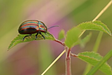 Regenbogen-Blattkäfer (Chrysolina cerealis) © Schmutzler-Schaub