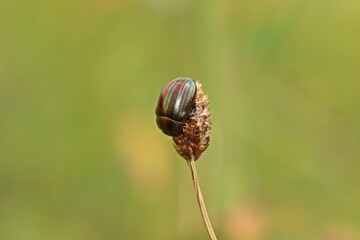 Regenbogen-Blattkäfer (Chrysolina cerealis) © Schmutzler-Schaub