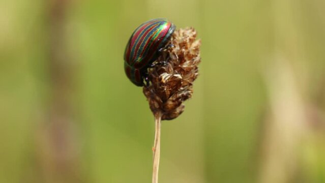 Regenbogen-Blattk&auml;fer (Chrysolina cerealis)