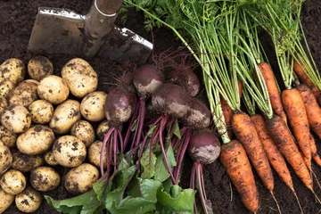 Gordijnen Autumn harvest of fresh raw carrot, beetroot and potatoes on soil in garden, top view, close up. Organic vegetables background, harvesting © Viktor Iden