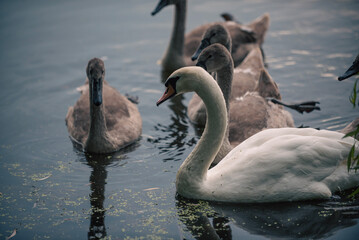 swans on the lake