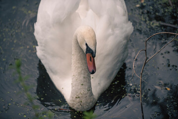 mute swan cygnus olor