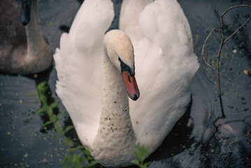 mute swan cygnus olor