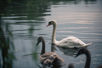 swans on the lake