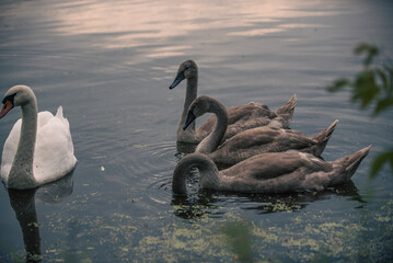 black swan on the lake