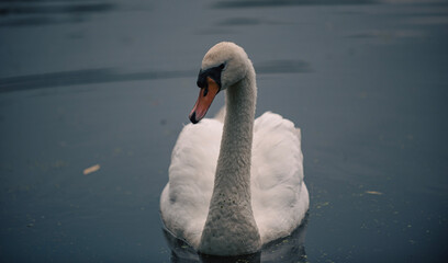 mute swan cygnus olor