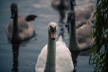 swans on the lake