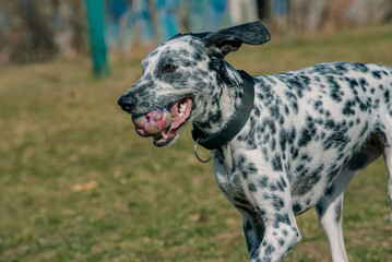 great dane dog