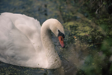 mute swan cygnus olor