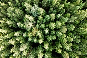Aerial view of green pine forest with dark spruce trees. Nothern woodland scenery from above