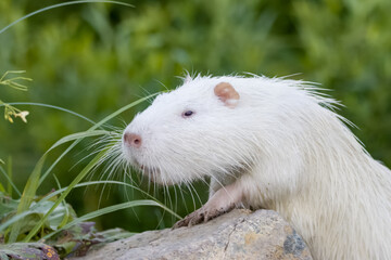 White young nutria climbs up on the stone and looks into a camera with green background. White nutria stands and sniffs on a rock. Albino nutria close-up portrait.
