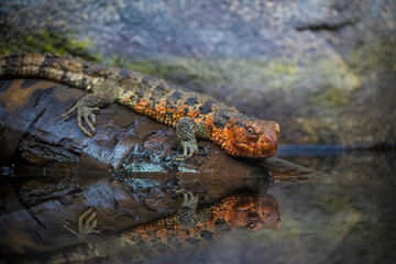 Close-up shot of Chinese crocodile lizard near water