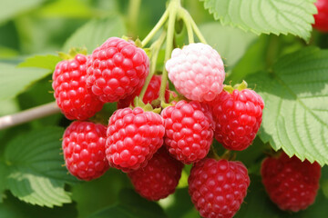 Branch of ripe raspberries in a garden on blurred background. Growing sweet berries. Generative AI