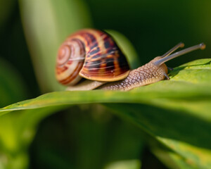 Forest snail in the natural environment, note shallow depth of field