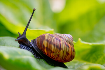 Forest snail in the natural environment, note shallow depth of field