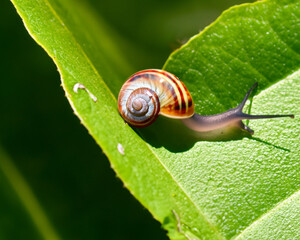 Forest snail in the natural environment, note shallow depth of field