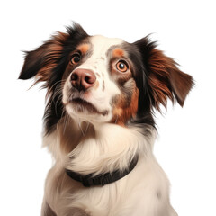 transparent background with a dog image in a studio