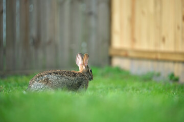 Grey small hare eating grass on summer field. Wild rabbit in nature
