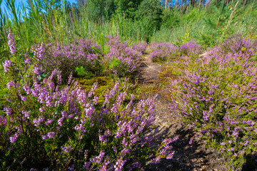 flowering Calluna vulgaris, common heather, ling, simply heather