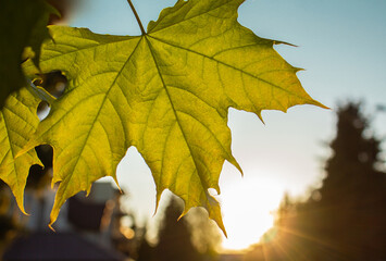 Yellow maple Autumn leaf on blurred background with bokeh at sunset. Fall banner with soft golden light. Autumn yellow maple leaf at Early autumn.