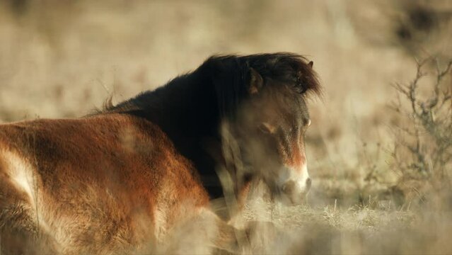 Sunlit wild exmoor pony have rest horse laying in the middle of pasture in late autumn nature habitat in Milovice, Czech republic. Protected animals considered as horse ancestor