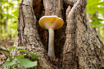mushroom on tree