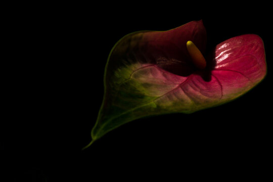 Pink Anthurium with pink to green flower against black background